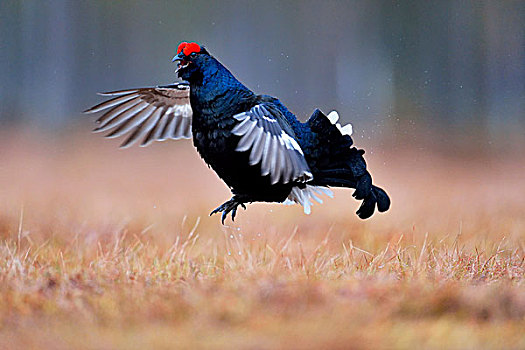 黑琴鸡,雄性,飞起,挪威,欧洲