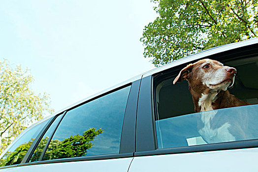 狗,看窗外,汽车