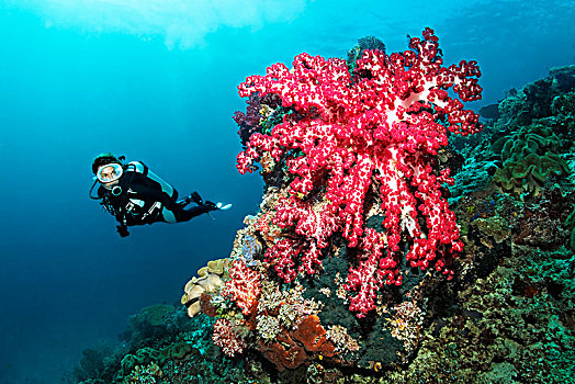 潜水,看,大,红色,软珊瑚,四王群岛,巴布亚岛,西巴布亚,太平洋,印度尼西亚,亚洲