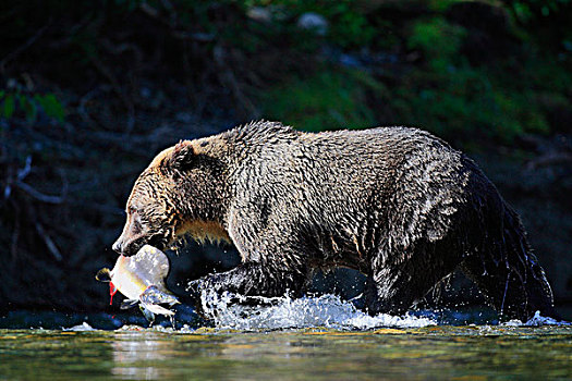 大灰熊,棕熊,新鲜,抓住,粉色,三文鱼,驼背,河,加拿大,省立公园