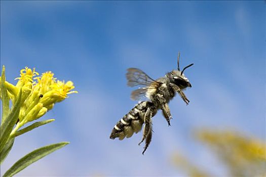 蜜蜂,离开,秋麒麟草属植物,花,收集,花蜜,花粉,北美