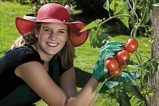 女性,园丁,收获,西红柿