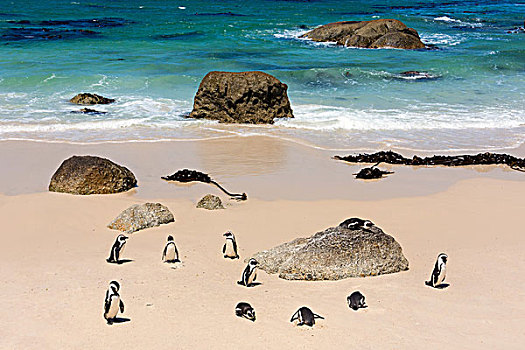 南非,漂石,海滩,企鹅,生物群