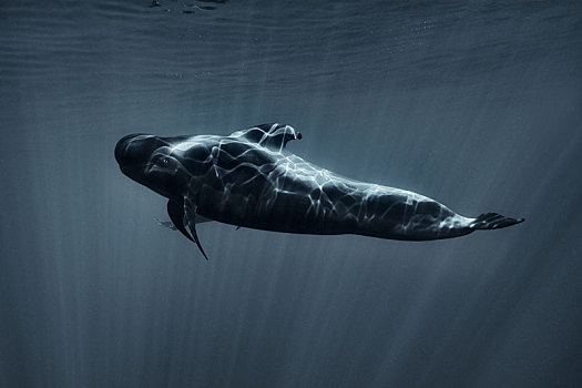 巨头鲸,南,特内里费岛