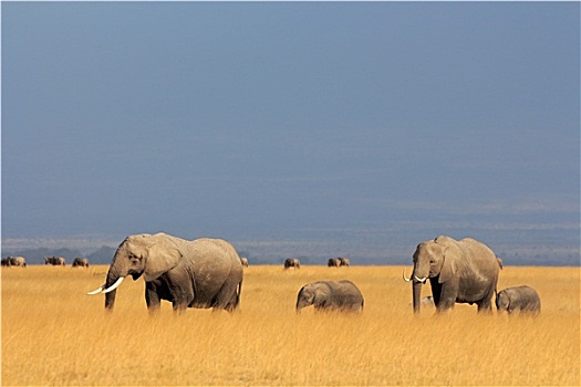非洲象,草地