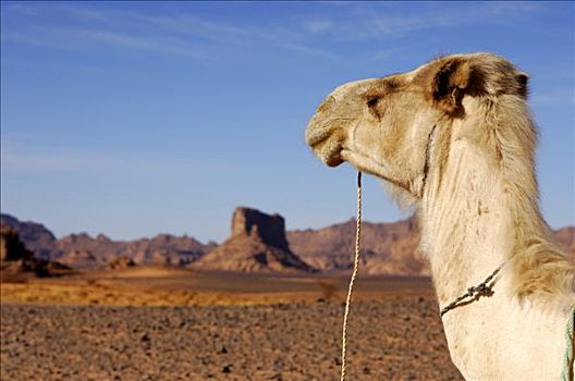 白色,单峰骆驼,沙漠,利比亚