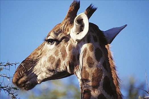 长颈鹿,肖像,哺乳动物,埃托沙国家公园,纳米比亚,非洲,动物