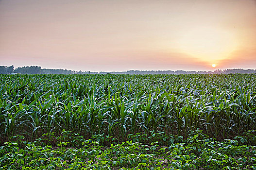 夕阳环境中的玉米田