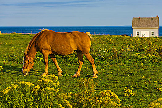 马,放牧,土地,爱德华王子岛,加拿大