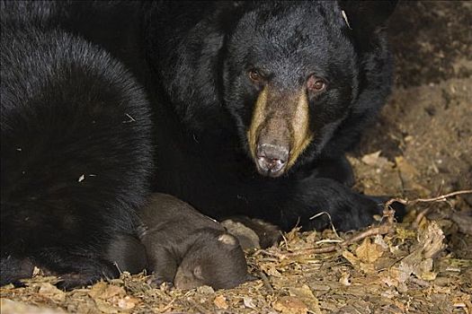 黑熊,美洲黑熊,警惕,母兽,睡觉,3星期大,幼兽