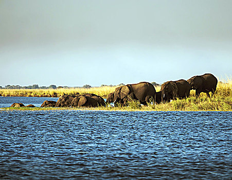 非洲,灌木,大象,非洲象,游泳,河,乔贝国家公园,博茨瓦纳