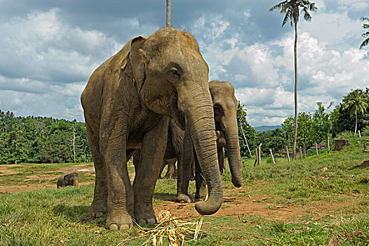 斯里兰卡,大象,象属,大象孤儿院,省,亚洲