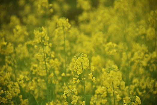 油菜花田