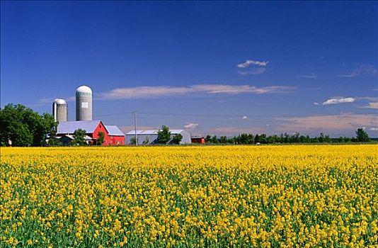 农场,油菜籽,地点,靠近,安大略省,加拿大