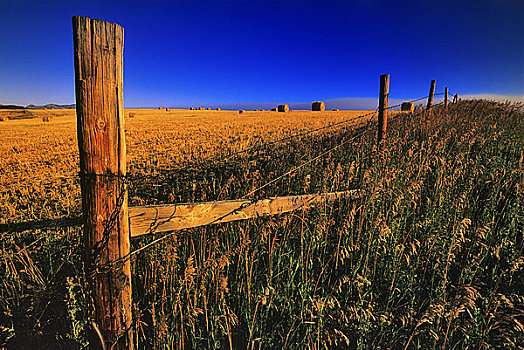 围栏,地点,艾伯塔省,加拿大