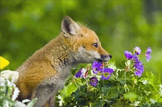 红狐,小动物,野花,明尼苏达,俘获