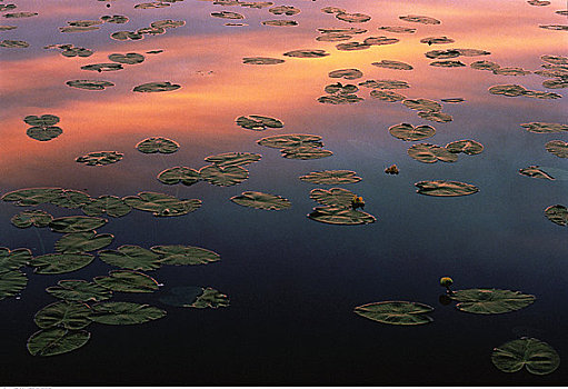 日出,黄色,水塘,百合,艾伯塔省,加拿大