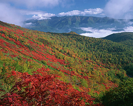 秋叶,山