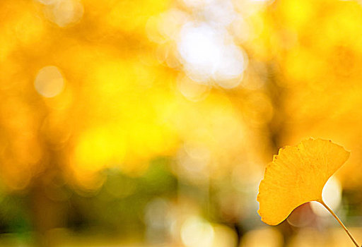 秋天一片黄色的银杏叶特写