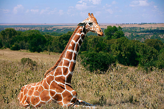 网纹长颈鹿,长颈鹿,坐,大草原,区域,肯尼亚,非洲