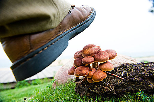 皮革,鞋,踩踏,多,新生命,蘑菇