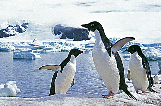 阿德利企鹅,地点,保利特岛,南极
