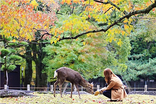 鹿,奈良,日本,秋天