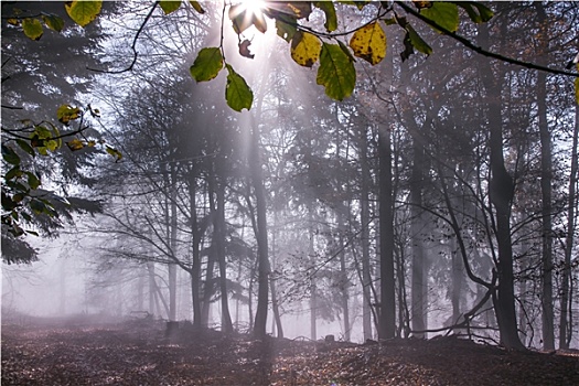 自然,秋天,雾,树林