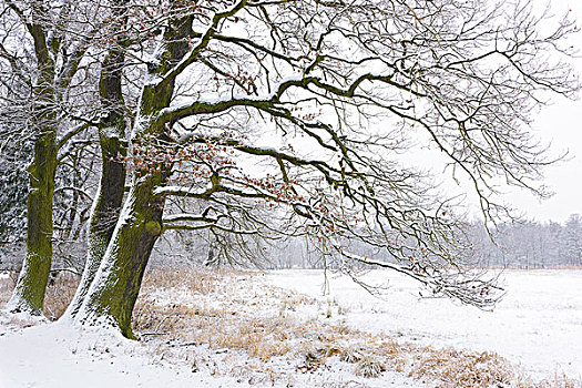 积雪,老,橡树,黑森州,德国