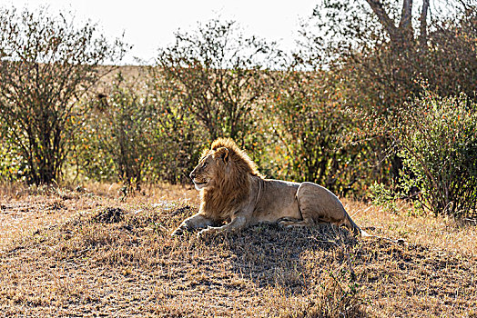 狮子,非洲雄狮