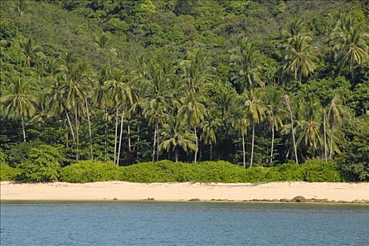 孤单,沙滩,椰树,树,背景,苏梅岛,泰国