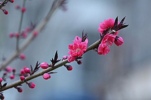 花卉百态