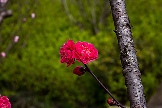 桃花,桃花盛开