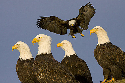 合成效果,五个,白头鹰,一个,降落,栖息,阿拉斯加