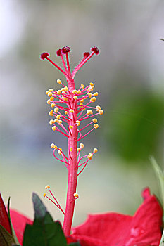 大红花或赤槿或红扶桑
