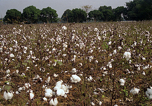 棉花,地点,盛开,两个,品种,孟加拉,上方,世界,品质