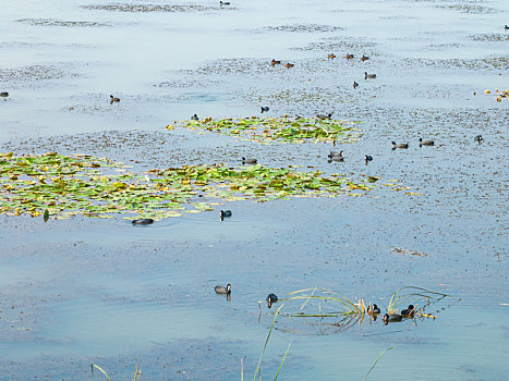 江苏东海,湿地生态美,鸟儿栖息乐