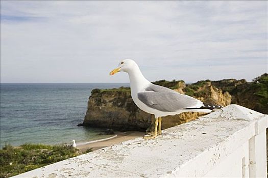 海鸥,拉各斯,阿尔加维,葡萄牙,欧洲