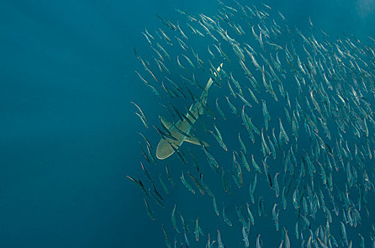 青铜,捕鲸船,鲨鱼,沙丁鱼,东开普省,南非
