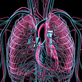 x光,透明,循环系统,心脏,肺,管,动脉,脉络,黑色背景,背景