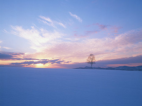 日出,白桦,雪原