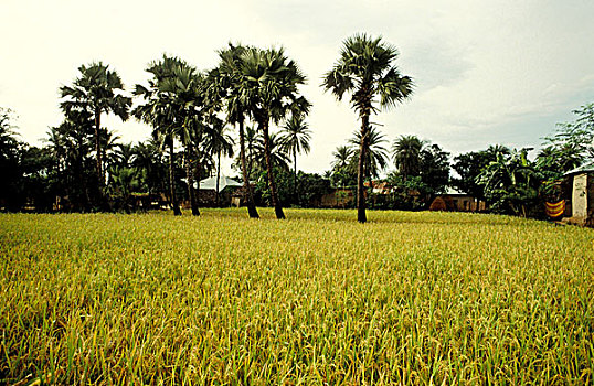 稻田,孟加拉