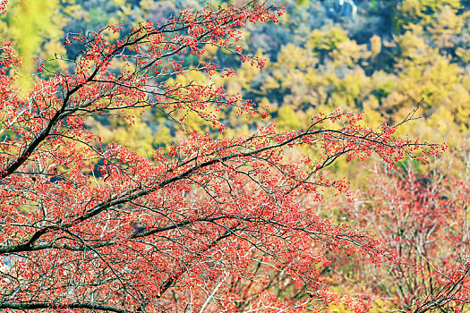 秋天山崖上的结满红豆的枝桠,山东省青岛市牢山风光