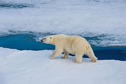 北极熊,走,浮冰,北极,斯瓦尔巴特群岛,挪威,欧洲