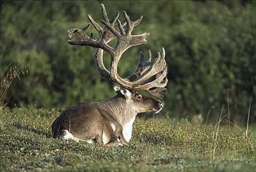 北美驯鹿,驯鹿属,雄性动物,大,鹿角,休息,苔原,夏末,早晨,德纳利国家公园和自然保护区,阿拉斯加