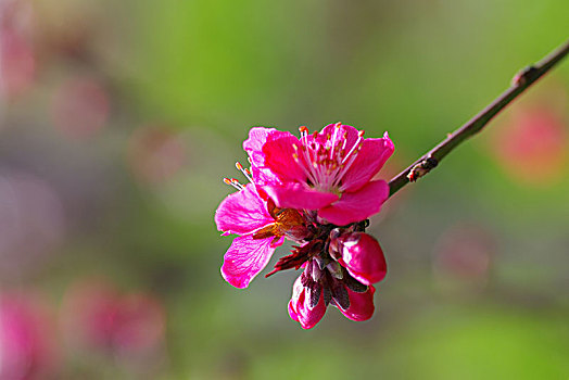 桃花