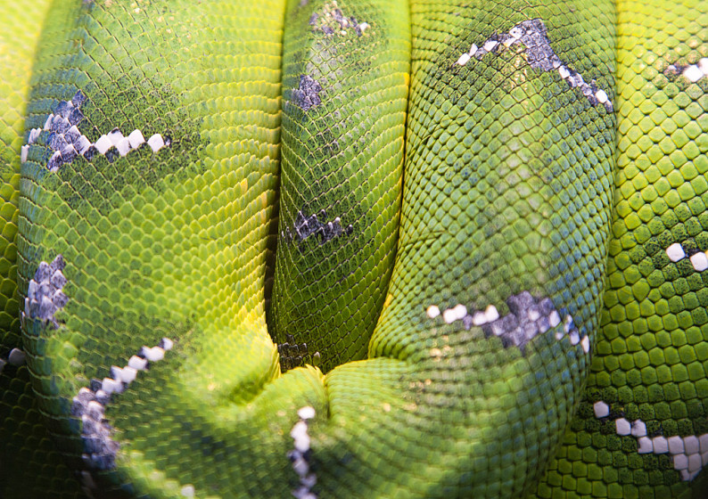 弯曲_绿色_皮肤_蛇_白色_条纹_高清图片_全景视觉