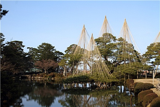 松树,金泽,日本