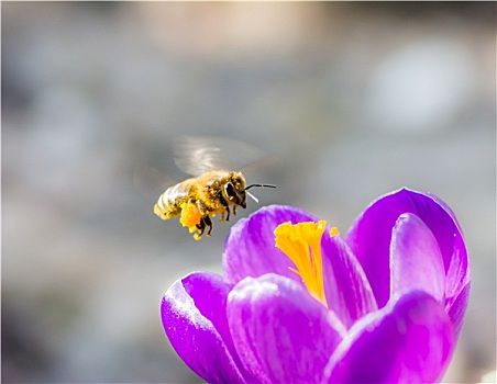 蜜蜂,飞,紫色,藏红花,花