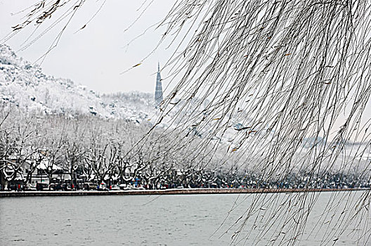 雪后西湖飘动的柳枝